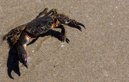 Beach crab on the sugar white sandsの写真素材