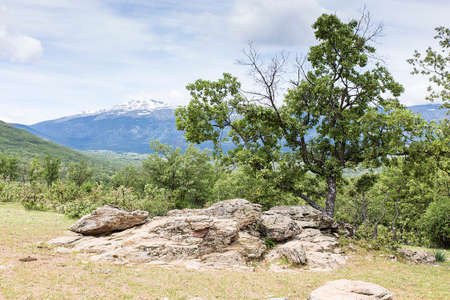 Mediterranean vegetation at mountain landscapeの写真素材