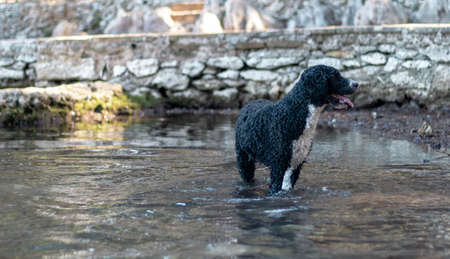 Short haired black and white dog standing in shallow water with it's tongue out on a warm summer dayの写真素材