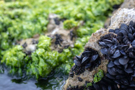 Many tiny black mussel shells in a group on a rock near the sea. Bright green sea weeds and grass in the background. Often found in shallow watersの写真素材