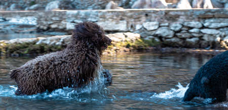 Curly haired dog running playfully after another one in shallow waterの写真素材