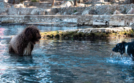 Two dogs in water playing, one shaking it's head while the other one with long curly hair watchesの写真素材