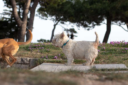 Small white maltese breed dog standing on a path looking curiously into the distance. Looking strong...
