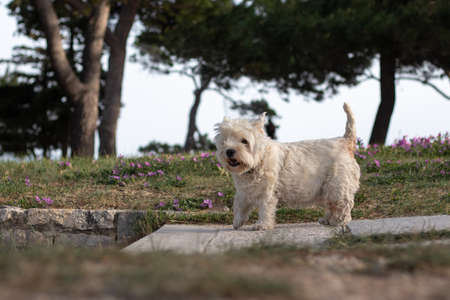 White funny maltese breed of dog standing on a path in a park, playing and looking at the camera happily. Funny dog on a windy day, overgrown with hairの写真素材