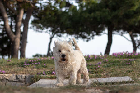 White funny maltese breed of dog standing on a path in a park, playing and looking at the camera...