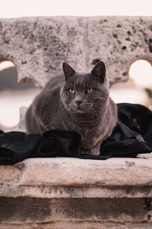 Old angry street cat in Dubrovnik laying on a jacket that someone has left on the stone wall