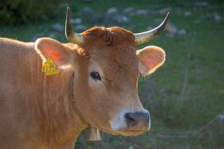 Straight on view of an orange cow with horns looking straight, wearing a golden bell and a yellow...