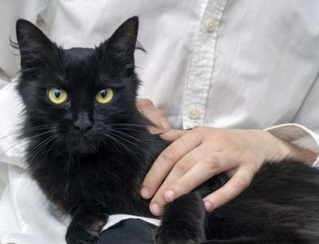 Young black cat calmly lies on childs's hands. The cute pet comfortably settled to sleep or to play. Morning time at home. Soft focus.の写真素材