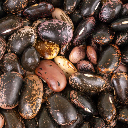 Dry brown beans. Background of many grains of dried beans. Brown beans texture. Beans background and...