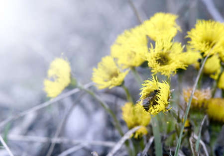 A bee takes pollen on a yellow dandelion flower on a clear dayの写真素材