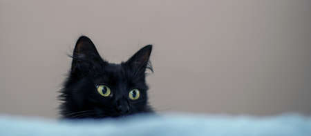 The black domestic cat is looking intimately, the cat's eyes are looking behind the sheetの写真素材