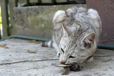 The gray cat eats a small bird, which he caught on his own.の写真素材