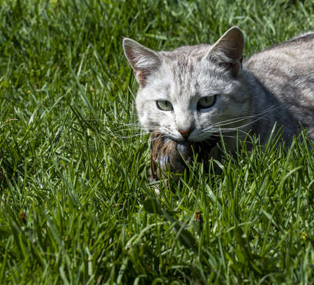 Cat in the grass, there is a body of a sparrow on the cats mouth, selective focusの写真素材
