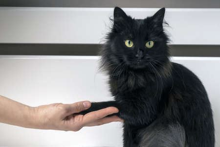 cat gives paw to a girlの写真素材