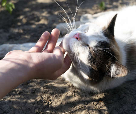 A cat with a pink nose lies on the ground and exposes its face for a hand stroking it.の写真素材