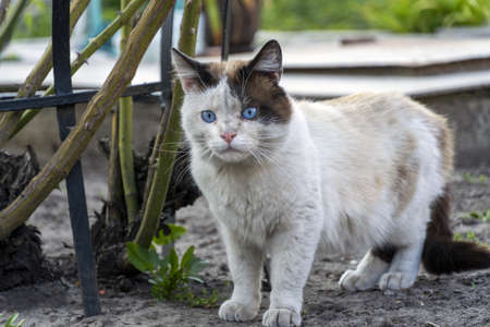 A cat with blue eyes stands and looks at something.の写真素材