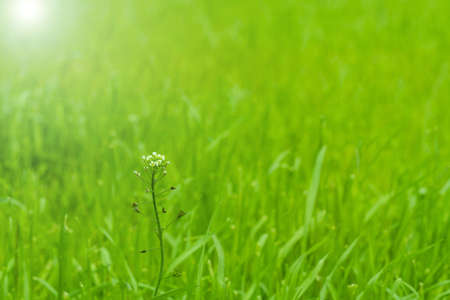 Spring plant in grass, natural green background, selective soft focus.の写真素材