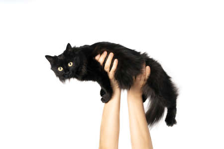 Black cat in female hands raised high