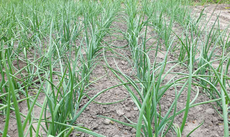 Young onion plants in the garden, selective focus.