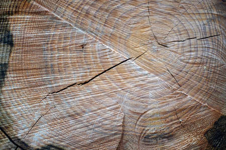 tree trunk cross section, isolated on white, clipping path included.