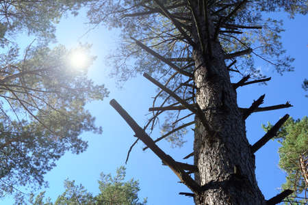 Old pine tree with dry twigs, bottom view, selective focus.