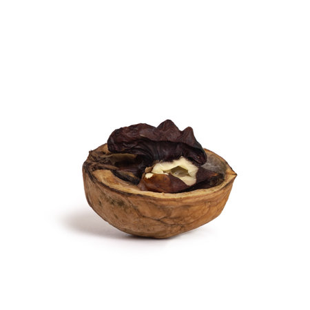 half a spoiled walnut isolated on white background closeup.