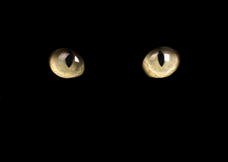 Yellow eyes of a cat isolated on black background.の写真素材