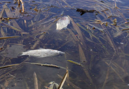 dead fish in polluted water, ecological disaster