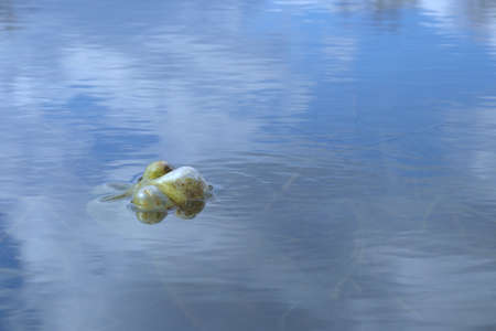 A plastic bottle floating in river at the water surface, environmental problem with plastics pollution.の写真素材