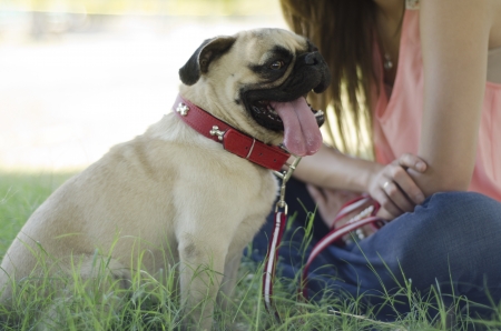 Cute pug dog and owner hanging out at a parkの写真素材