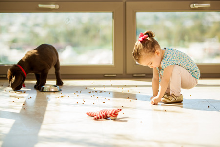 Cute Labrador puppy making a mess with his food while a little girl helps him pick it upの写真素材
