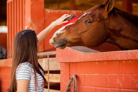 Young equine therapy patient brushing a horse s hair at the stablesの写真素材