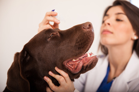 Portrait of a big brown labrador getting some eye drops from a veterinarianの写真素材