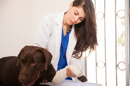 Cute female veterinarian examining the bandage of a big brown labrador in a clinicの写真素材