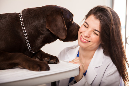 Portrait of a cute female veterinarian being kissed and licked by a brown labradorの写真素材
