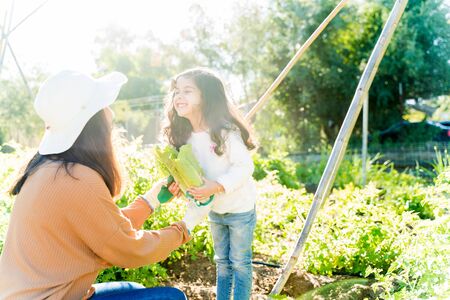 Hispanic mother looking at cute daughter holding fresh vegetables in garden during sunny dayの写真素材