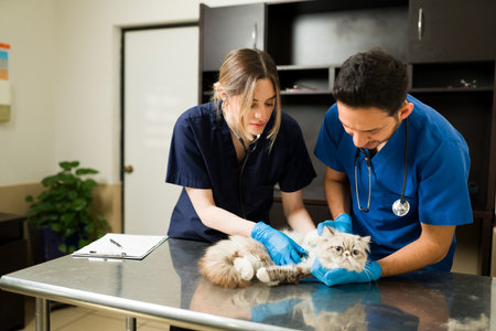 Two veterinarians holding down a persian cat at the exam table. Caucasian professional woman vet...