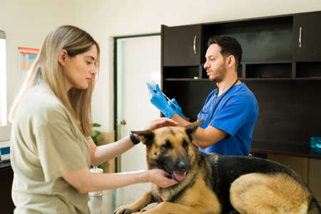 Hispanic male veterinarian preparing to put a vaccine and medicine with a syringe to an old german shepherd dog at the animal clinic with her beautiful ownerの写真素材