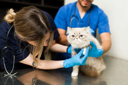 Fluffy persian cat sitting at the exam table. Woman and man veterinarian examining an injury in the...