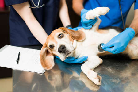 Cute and beautiful beagle dog lying on the exam table at the veterinarian. Two vets examining a sick and scared pet with a stethoscopeの写真素材