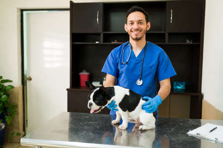 Handsome latin man in his 30s wearing blue scrubs and gloves working as a veterinarian at the animal clinic. Male vet doing a medical exam on a boston terrier dogの写真素材