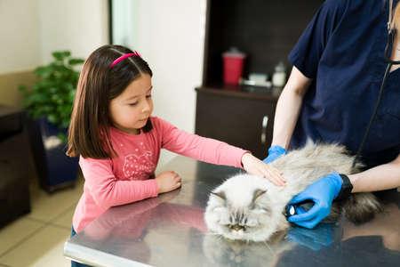 Cute little girl petting and calming down her white persian cat while the professional veterinarian does a medical exam with a stethoscope at the animal clinicの写真素材