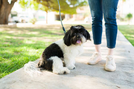 Close up of a cute black and white shih tzu dog sitting in the park with a leash next to its owner. Beautiful dog resting after a walk outdoorsの写真素材