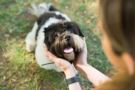 Close up of a happy and playful shih tzu dog sitting and resting at the park with its owner. Woman...