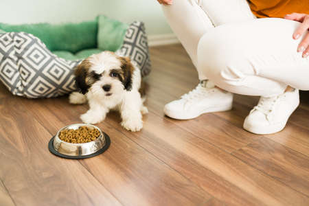 Hungry shih tzu enjoying dry food. Portrait of a cute small puppy eating kibble on a bowl next to a pet owner in the living roomの写真素材