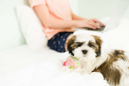 Adorable little puppy playing with her pet toys while resting and having fun in bed. Caucasian woman...