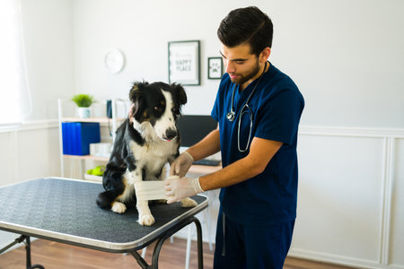 Attractive male vet treating a sick border collie dog with an injury. Professional veterinarian putting a bandage on an ill dogの写真素材
