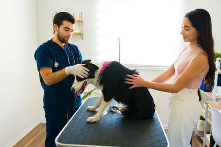 Hispanic female dog owner with her border collie dog at the veterinary for a health check upの写真素材
