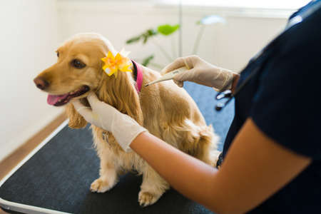 High angle of a woman vet using a thermometer to check for fever on a sick old dog at the veterinary clinicの写真素材