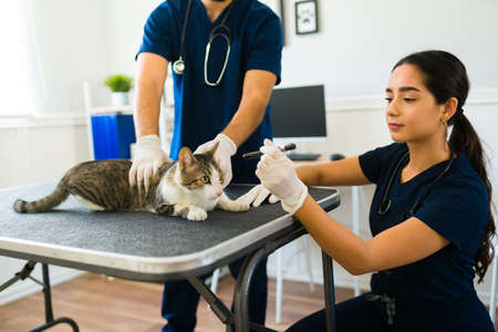 Attractive female vet using a flashlight to check the eyes of a sick beautiful cat at the animal clinicの写真素材
